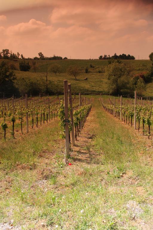Agriturismo Le Casette Castelvetro di Modena Exteriér fotografie